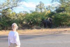 01-Elephants along the road to t5he Victoria Fall's Bridge